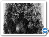 BWSTILL-1