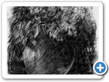 BWSTILL-2
